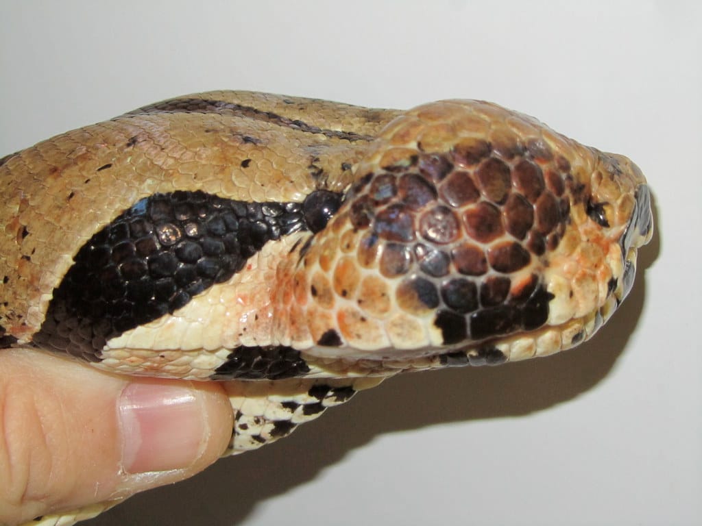 Abscesses in snakes