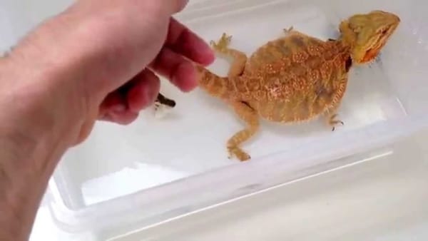 Impaction in bearded dragons