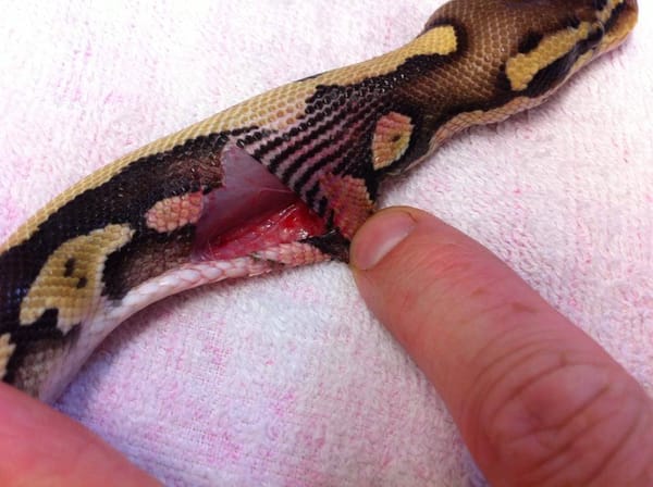 🩹🐊 Tending to Scales: A Fun Guide to Reptile Wound Care 🐍✨